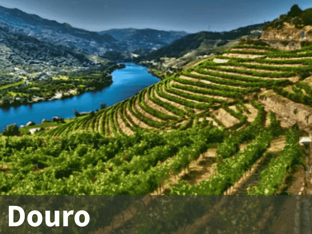 vinhos douro